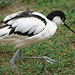 20090611 3226DSCw [D~H] Säbelschnäbler (Recurvirostra avosetta), Zoo Hannover