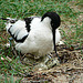20090611 3227DSCw [D~H] Säbelschnäbler (Recurvirostra avosetta), Zoo Hannover