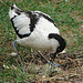 20090611 3229DSCw [D~H] Säbelschnäbler (Recurvirostra avosetta), Zoo Hannover