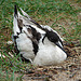 20090611 3230DSCw [D~H] Säbelschnäbler (Recurvirostra avosetta), Zoo Hannover