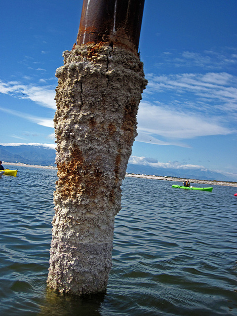 Kayaking On The Salton Sea (0773)