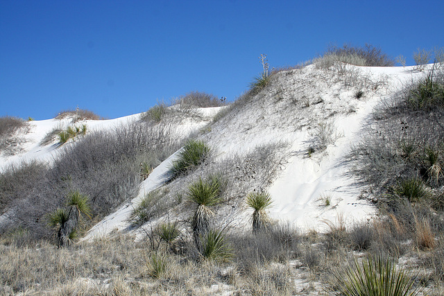 White Sands National Monument Nature Trail (6188)