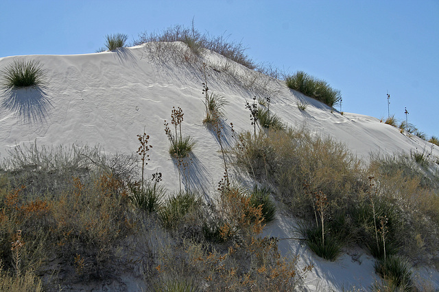 White Sands National Monument Nature Trail (6189)