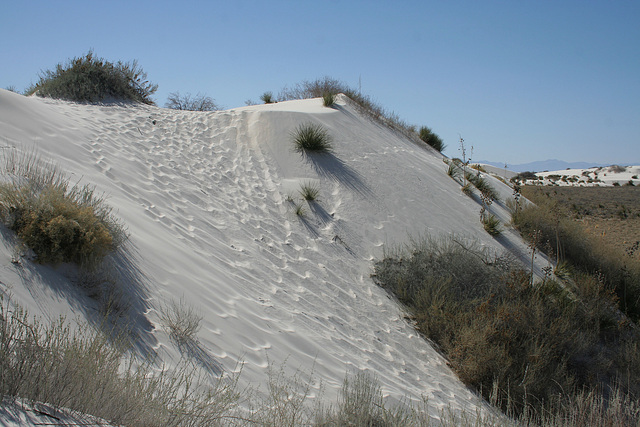 White Sands National Monument Nature Trail (6192)