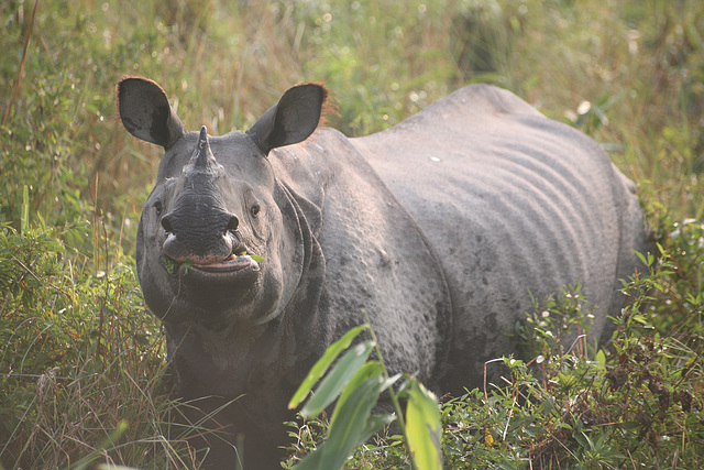 Chewing Rhino