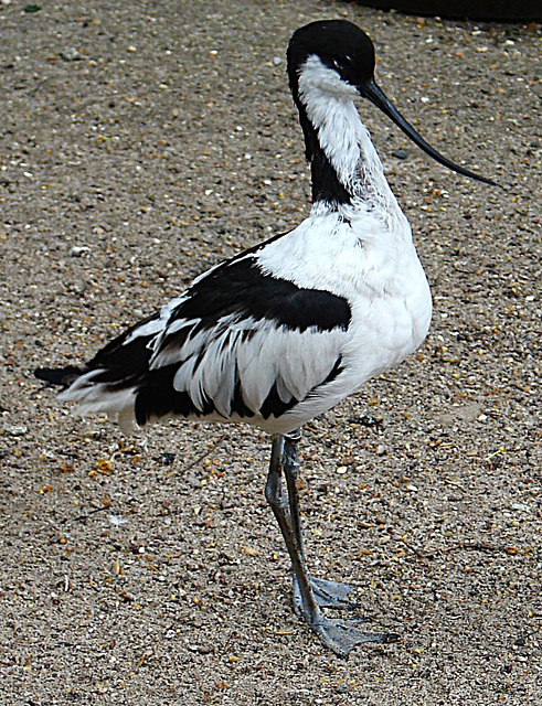 20090611 3236DSCw [D~H] Säbelschnäbler (Recurvirostra avosetta), Zoo Hannover