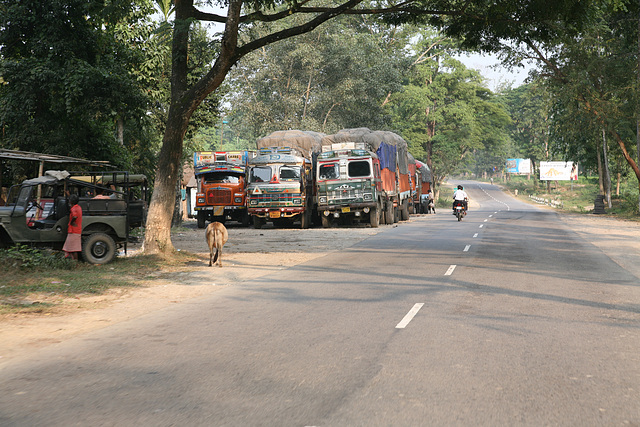 Indian Lorries in Kaziranga village