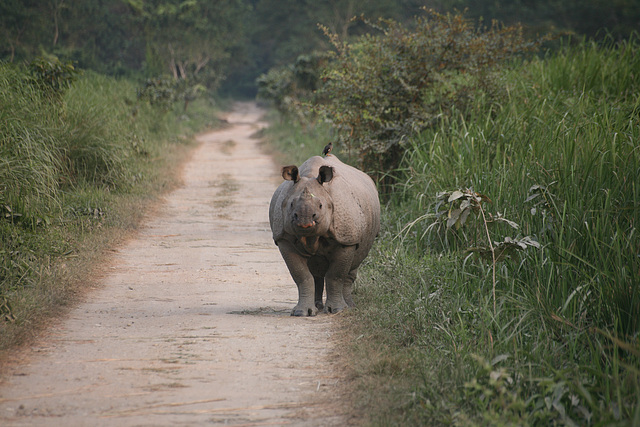 Young Indian Rhino in Kaziranga