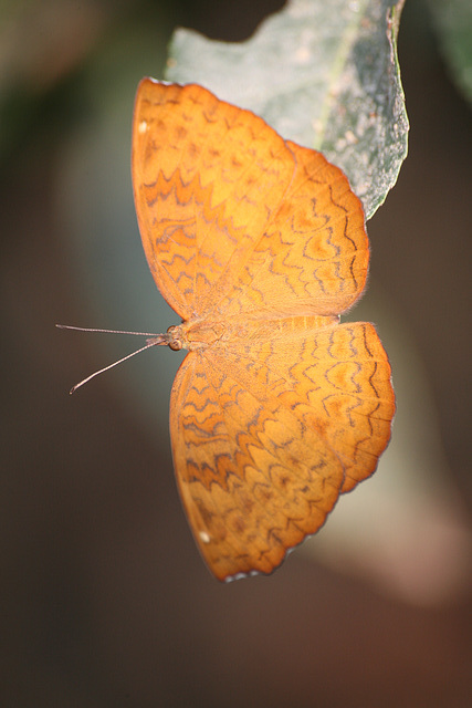 Common Castor butterfly - wet season form
