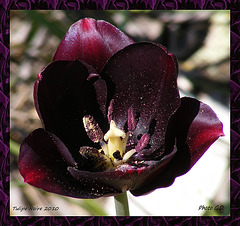 Tulipe Noire 2010