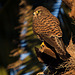 Cernicalo vulgar (Falco tinnunculus canariensis) Joven.