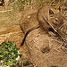 20090611 3289DSCw [D~H] Abu-Simbel-Stachelmaus (Acomys cahirinus hunteri), Zoo Hannover