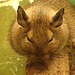 20090611 3290DSCw [D~H] Abu-Simbel-Stachelmaus (Acomys cahirinus hunteri), Zoo Hannover