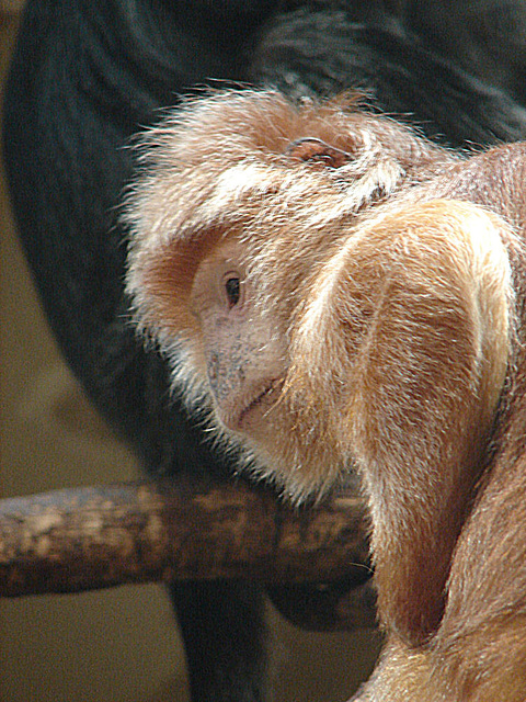 20090611 3294DSCw [D~H] Schwarzer Haubenlangur (Trachypithecus auratus), [Farbvariante], Zoo Hannover