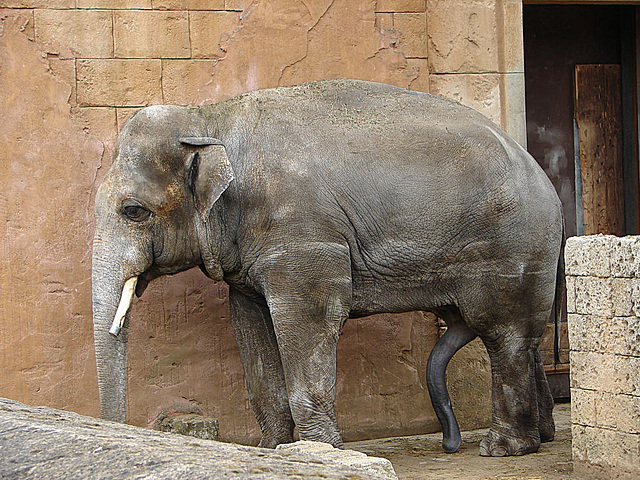 20090611 3295DSCw [D~H] Asiatischer Elefant [m], Hannover