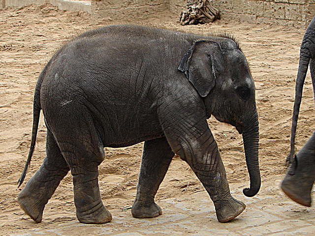 20090611 3297DSCw [D~H] Asiatischer Elefant, Hannover