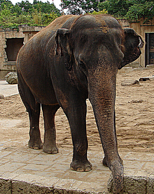 20090611 3298DSCw [D~H] Asiatischer Elefant, Hannover