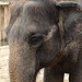 20090611 3299DSCw [D~H] Asiatischer Elefant, Hannover