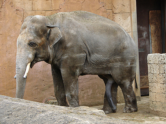 20090611 3296DSCw [D~H] Asiatischer Elefant, Hannover