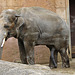 20090611 3296DSCw [D~H] Asiatischer Elefant, Hannover
