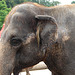 20090611 3300DSCw [D~H] Asiatischer Elefant, Hannover