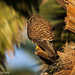 Cernicalo vulgar (Falco tinnunculus canariensis) Joven.