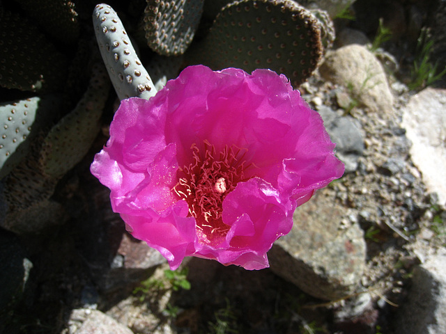 Beavertail Cactus (5561)