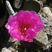 Beavertail Cactus (5561)