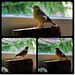 Rudi my lovely bird (pip)