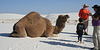 White Sands National Monument Camel (6228)
