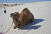 White Sands National Monument Camel (6230)
