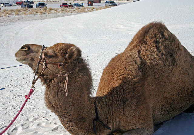 White Sands National Monument Camel (6231)