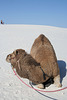 White Sands National Monument Camel (6232)