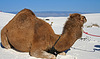 White Sands National Monument Camel (6233)