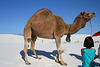 White Sands National Monument Camel (6234)