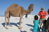 White Sands National Monument Camel (6235)