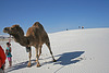 White Sands National Monument Camel (6236)