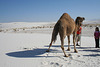 White Sands National Monument Camel (6237)