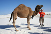 White Sands National Monument Camel (6238)