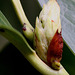 20100405 1925Aw [D~LIP] Kirschlorbeer Blütenknospe, Bad Salzuflen