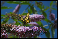 Papilio machaon - Buddleia