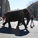 56.RinglingBros.Circus.Parade.SW.WDC.16March2010