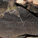 Three Rivers Petroglyphs (5896)
