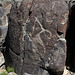 Three Rivers Petroglyphs (5900)
