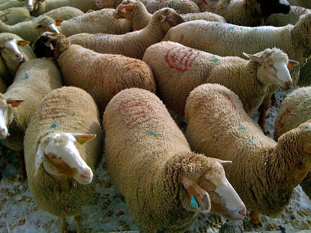 sheeps sheeps