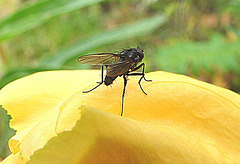 20090628 04233DSCw Missouri-Nachtkerze (Oenothera missouriensis) Kleine Kohlfliege (Delia radicum)