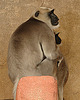 20090611 3301DSCw [D~H] Hulman-Langur (Semnopithecus entellus), Zoo Hannover