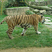 20090611 3302DSCw [D~H] Sibirischer Tiger (Panthera tigris altaica), Zoo Hannover