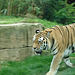 20090611 3303DSCw [D~H] Sibirischer Tiger (Panthera tigris altaica), Zoo Hannover