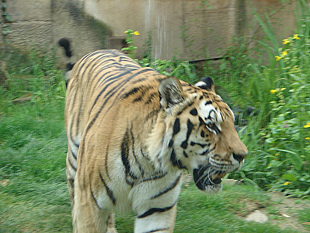 20090611 3304DSCw [D~H] Sibirischer Tiger (Panthera tigris altaica), Zoo Hannover